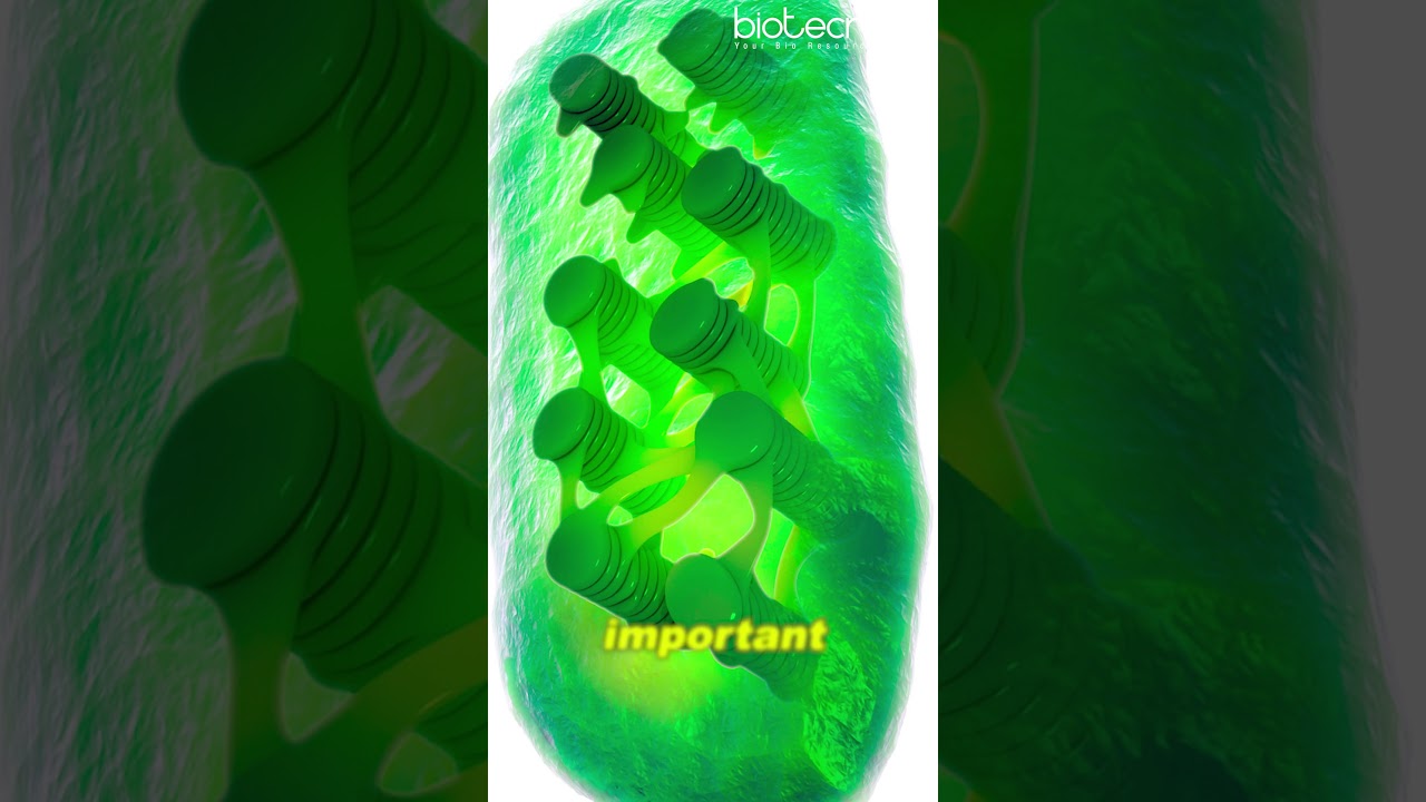 Photosynthesis Explained in 60 Seconds #photosynthesis