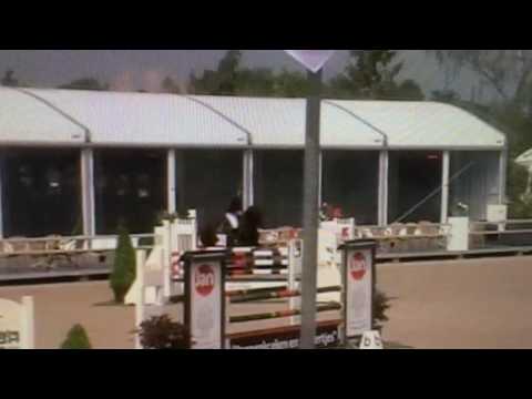 Enzo, diarado gelding