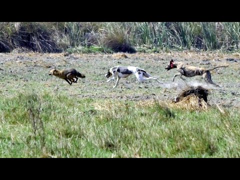 Dog shekar Darra surmy Dogs belon to Malik mustafa khar saemai main kesy dhondha 2022 Part 4