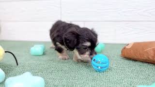 ハーフ犬の動画01