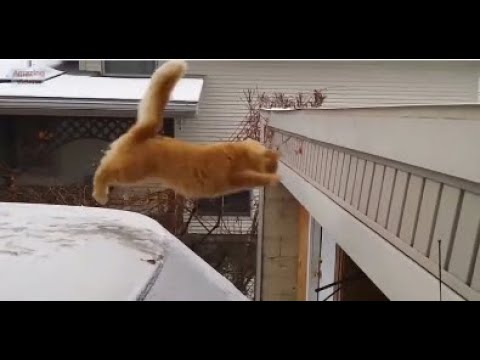 ME VOY MATAR WEE, CATS