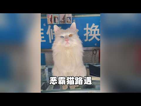 全網最兇惡貓「路遇」：每天招貓逗狗、對主人拳打腳踢，這隻異瞳貓簡直反骨到極點！ #貓咪 #異瞳貓 #反骨貓 #招財貓 #貓咪的迷惑行為