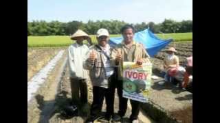 preview picture of video 'Melon Desa Genengadal Purwodadi Kabupaten Grobogan'