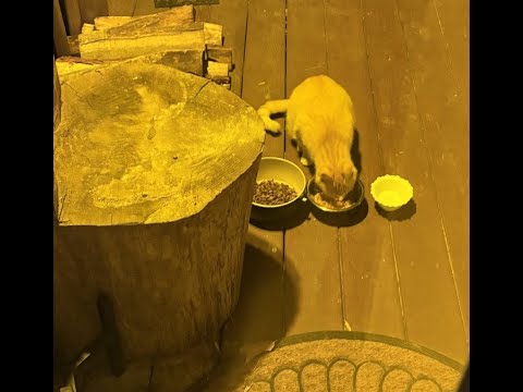 Don and Diane Shipley LIVE - January 25th at 1800 East Coast Time Thumbnail