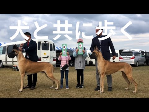 グレートデーンの餌の量