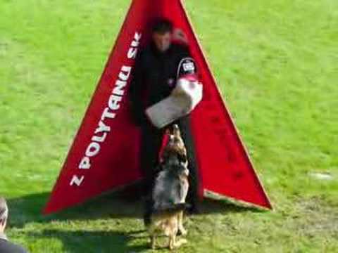 WUSV 2007 Kustmarken's Niro felugatas