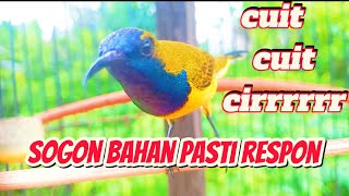Download lagu Pancingan Sogon bahan ombyokan agar cepat ikut bunyi mp3
