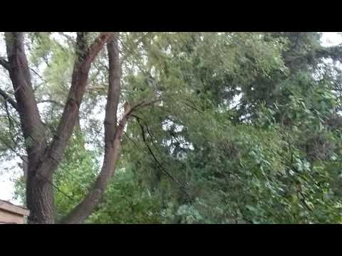 Blue Jays train me to throw peanuts onto table.