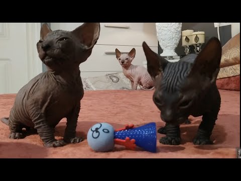 Cute Sphynx Cat's Family🔻Lovely Baby Kittens Playing
