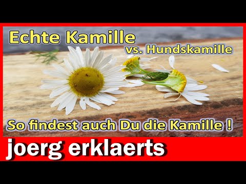 Echte Kamille sicher erkennen+ bestimmen und von  Ackerkamille unterscheiden No.340