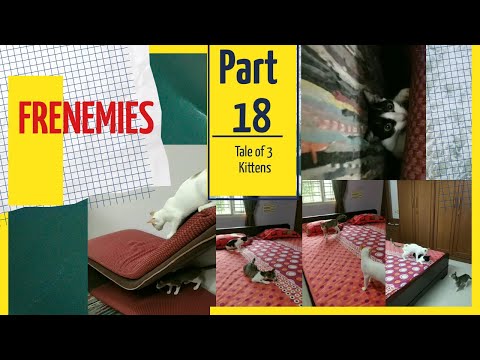 Tale of 3 kittens | Part 18- Frenemies