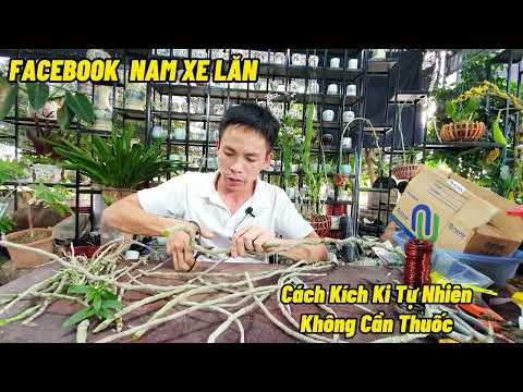 CÁCH KÍCH KI NHÂN GIỐNG HOA LAN TỰ NHIÊN KHÔNG DÙNG THUỐC - NAM XE LĂN