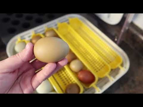 Our Chicken Hatching Eggs Are Here from Little Willow Honestead!