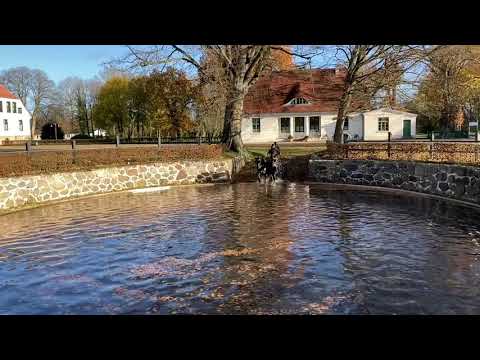 Friesian Horses - Friesen Bartje fan de Mersken und Lazar fan Steendans vom Gut Häven