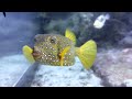 Acquario Di Genova 4K