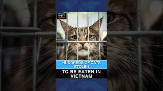 Inside Vietnam's Cat And Dog Meat Trade: Why Pets Are Being Stolen