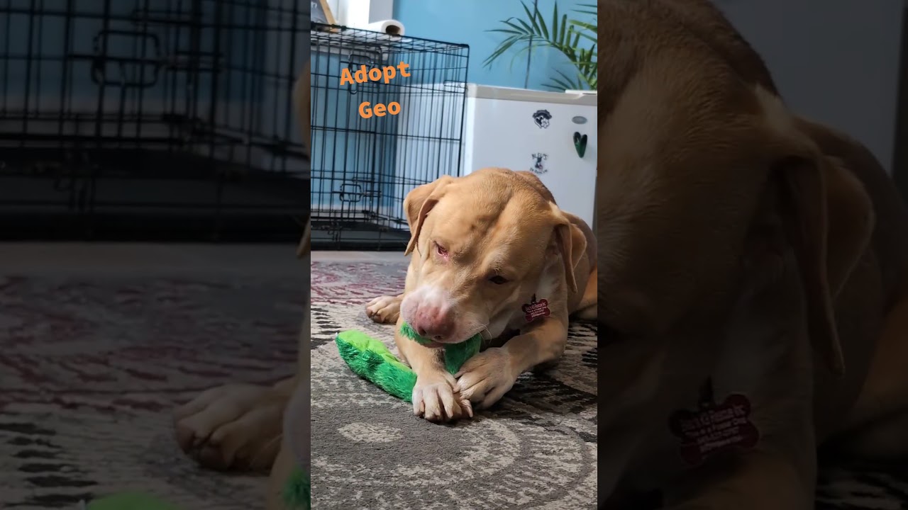 Enlarge Geo, a ADOPTABLE mixed breed in Maybrook, NY video 6/6