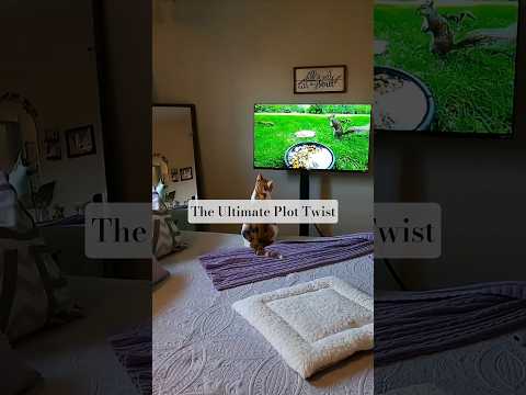 Eloise | Cat TV vs Real-Life #cat #shorts #fyp #catvideos