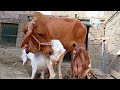 A Calf Drinking Milk From Two Goats Bachda Bana Dono Ka Laadla Nikka Haji