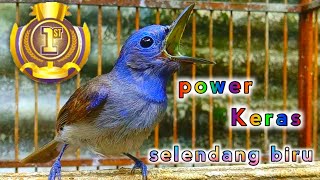 Download lagu selendang biru power keras mantap untuk masteran maupun pancingan bunyi. mp3