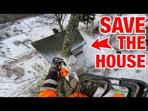 Perfect Drop #4 —  This oak had to come down perfectly… or it hits the roof.