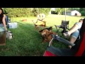 Male Dog Humps Others Male Dogs Leg