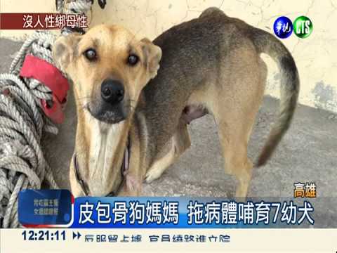不到10kg! 瘦母狗拖病體哺7幼犬
