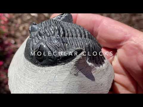 V27 Molecular Clocks