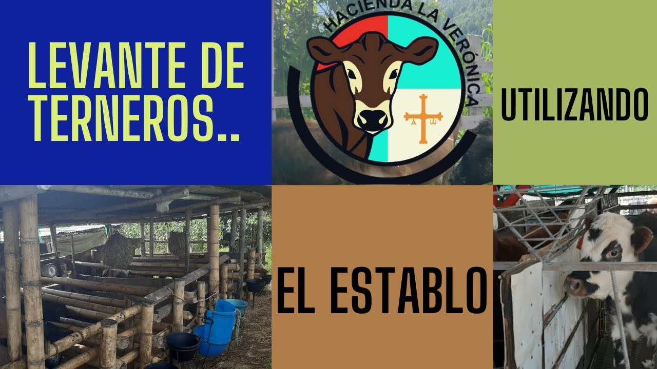 UNA ALTERNATIVA RENTABLE LEVANTE DE TERNEROS EN ESTABULACION