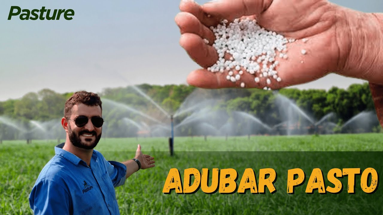 ADUBAÇÃO DE PASTAGEM IRRIGADA | Alto preço do adubo