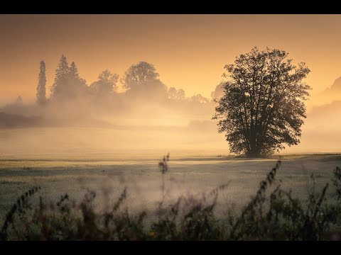 Neues aus dem Werdensteiner Moos (Makrofotografie)