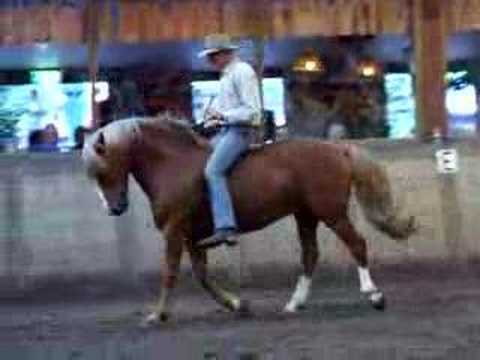 Honza Blaha, natural horsemanship