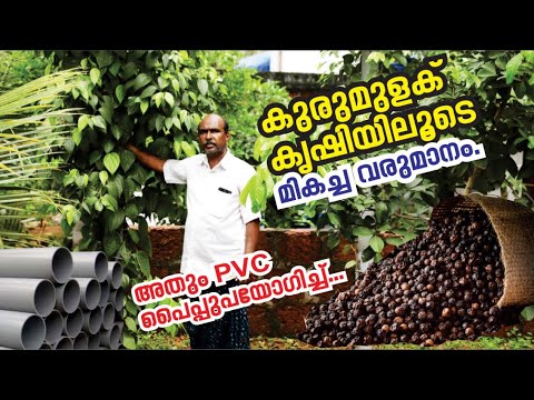 , title : 'PVC പൈപ്പിൽ ഇനി സിംപിൾ ആയി കുരുമുളക് വളർത്തിയെടുക്കാം (kurumulak) peppar'