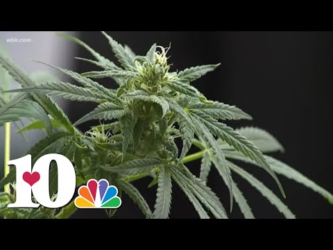 The "Delta-8 Craze" | How does Delta-8 compare to marijuana?