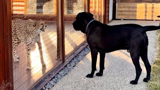 Герда познакомилась с большой собакой! Оба были в шоке!