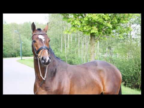 Dream Boy (Bijsterhof's Diamond Dancer X Aester El Nino)