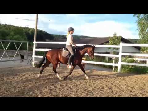 Caitano 3jähriger Wallach von Chirivell