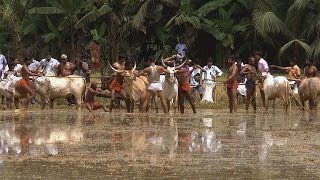Bull racing - Kakkoor Kalavayal near Kochi