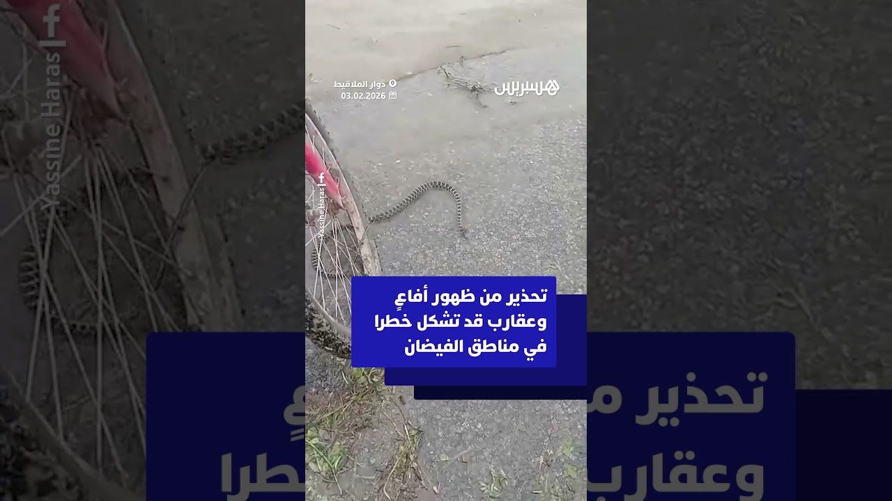 تحذير من ظهور أفاعٍ وعقارب قد تشكل خطرا في مناطق الفيضان thumbnail