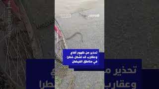 تحذير من ظهور أفاعٍ وعقارب قد تشكل خطرا في مناطق الفيضان thumbnail