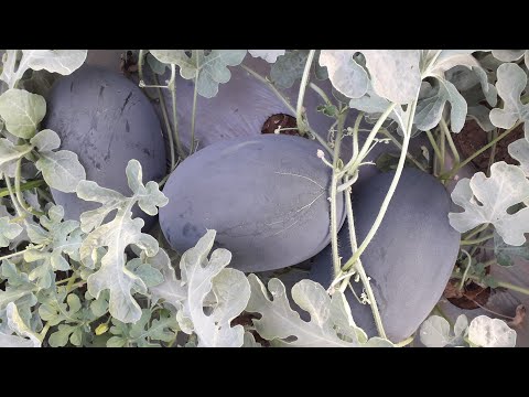 Farmer farm |watermelon farming |tarbooj ka farm |tarbooj |watermelon crops |Fruit farming |tarbuch