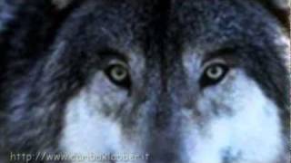 Wolf Song (celtic Version) by Celtic Woman-Indiani Americani-lupi