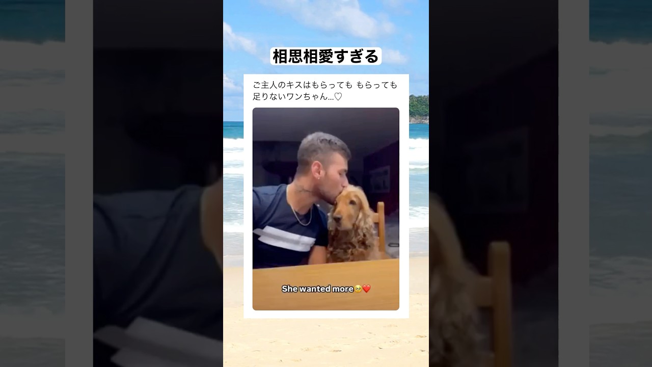 ご主人が何回キスをしても、足りないとまたキスをせがむワンちゃん　#shorts #動物 #おすすめ