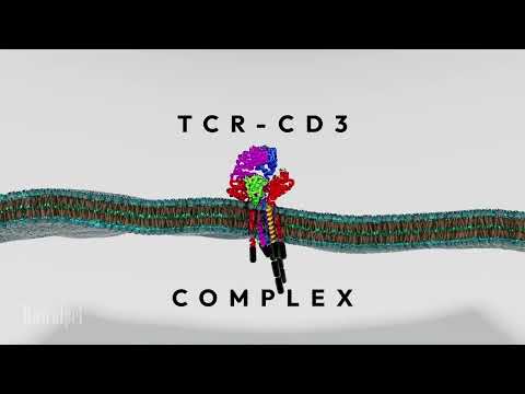 TCR-CD3 Complex 3D Animation