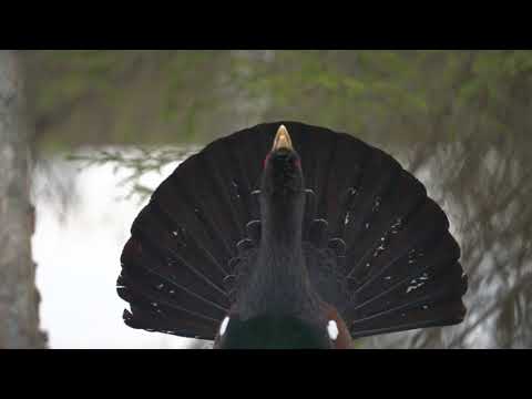 Close-ups video of a capercaillie and black grouse. Metson ja teeren potrettikuvaa. 4K HDR