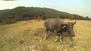 DJI Phantom & GoPro Hero3 Black - Give Me a Drone Where the Buffalo Roam - Hong Kong