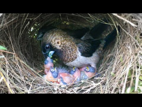 Parents Regurgitate Food for All 4 Chicks (1) – Munia Birds Feeding Babies So Long Time E105