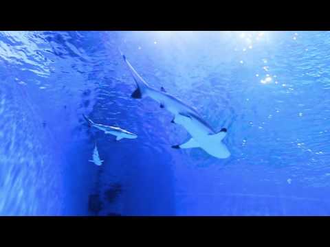 Aquapark Reda - Shark Slide