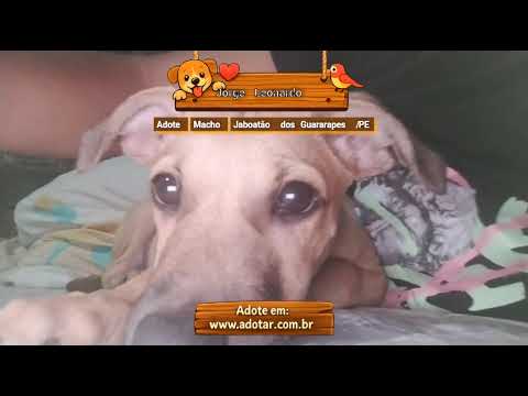 Vídeo de Jorge Leonardo 