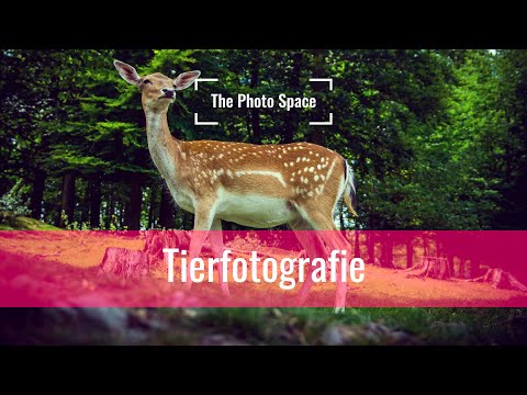 Tierfotografie | 5 Tipps für Einsteiger